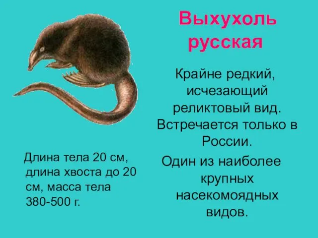 Выхухоль русская Длина тела 20 см, длина хвоста до 20 см, масса тела