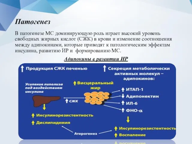 Патогенез В патогенезе МС доминирующую роль играет высокий уровень свободных