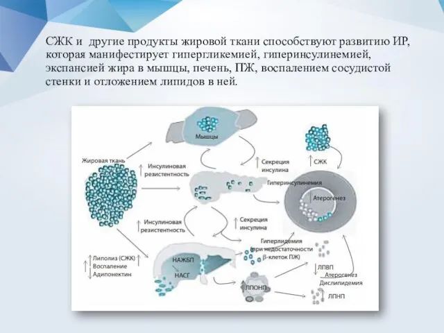 СЖК и другие продукты жировой ткани способствуют развитию ИР, которая