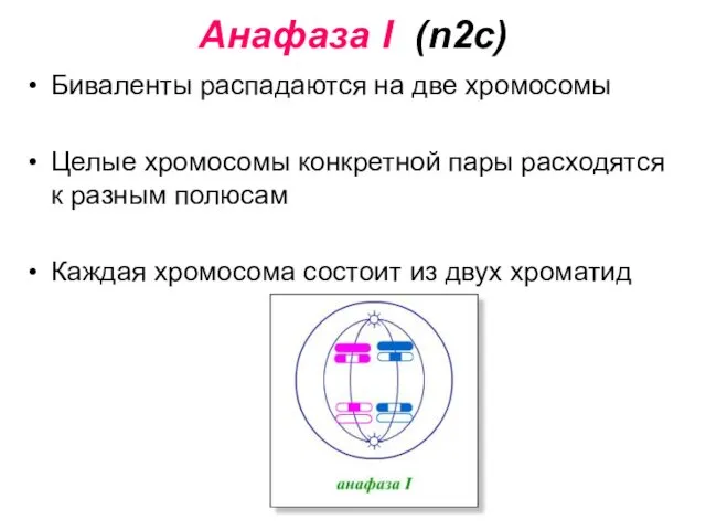 Анафаза I (n2c) Биваленты распадаются на две хромосомы Целые хромосомы