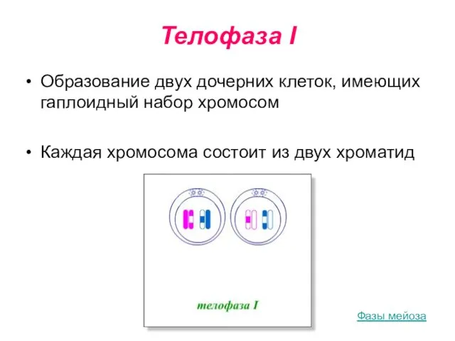 Телофаза I Образование двух дочерних клеток, имеющих гаплоидный набор хромосом