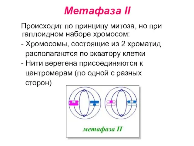 Метафаза II Происходит по принципу митоза, но при гаплоидном наборе