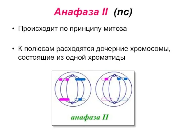 Анафаза II (nc) Происходит по принципу митоза К полюсам расходятся дочерние хромосомы, состоящие из одной хроматиды