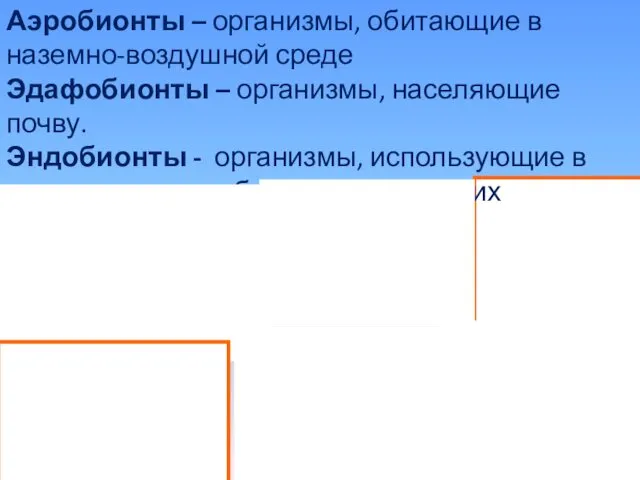 Аэробионты – организмы, обитающие в наземно-воздушной среде Эдафобионты – организмы,