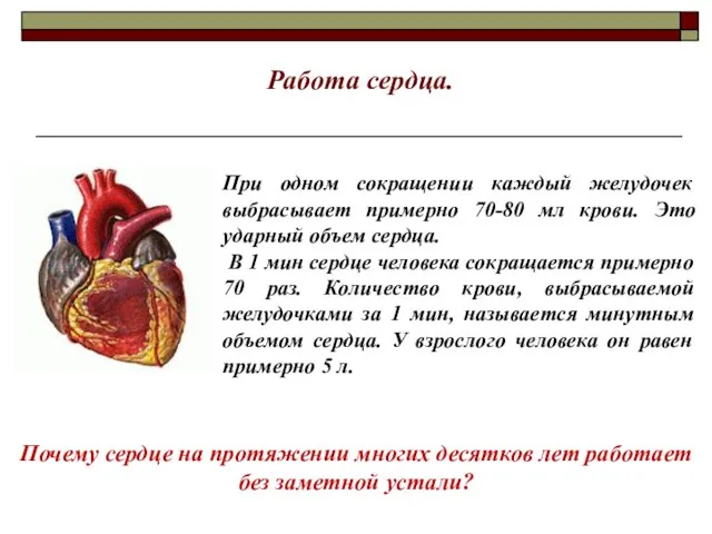 При одном сокращении каждый желудочек выбрасывает примерно 70-80 мл крови.