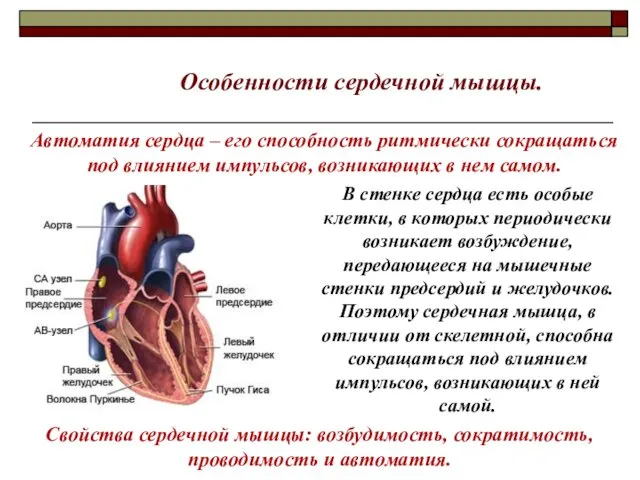 Особенности сердечной мышцы. Автоматия сердца – его способность ритмически сокращаться