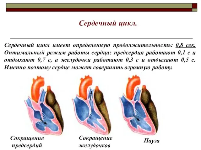 Сердечный цикл имеет определенную продолжительность: 0,8 сек. Оптимальный режим работы