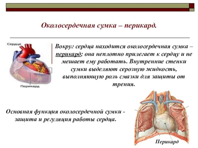 Вокруг сердца находится околосердечная сумка – перикард; она неплотно прилегает