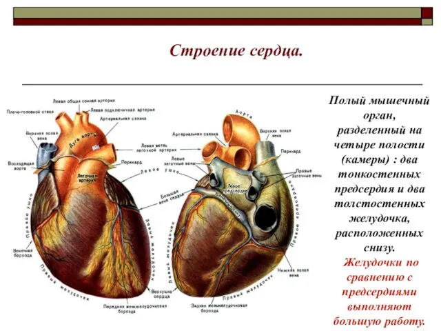Строение сердца. Полый мышечный орган, разделенный на четыре полости (камеры)