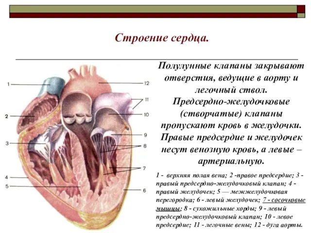 Строение сердца. Полулунные клапаны закрывают отверстия, ведущие в аорту и