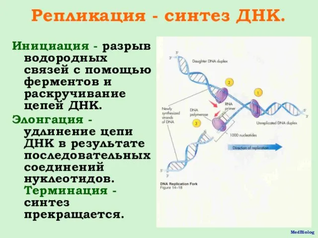 Репликация - синтез ДНК. Инициация - разрыв водородных связей с