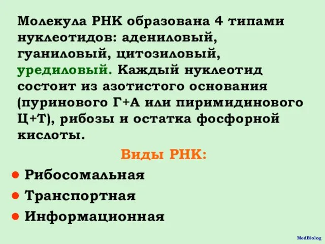 Молекула РНК образована 4 типами нуклеотидов: адениловый, гуаниловый, цитозиловый, уредиловый.