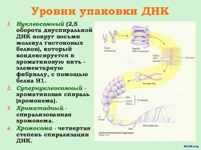 Уровни упаковки ДНК Нуклеосомный (2,5 оборота двуспиральной ДНК вокруг восьми