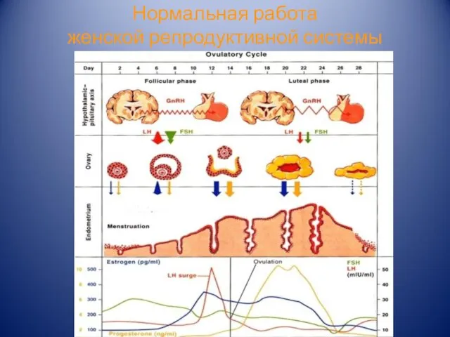 Нормальная работа женской репродуктивной системы