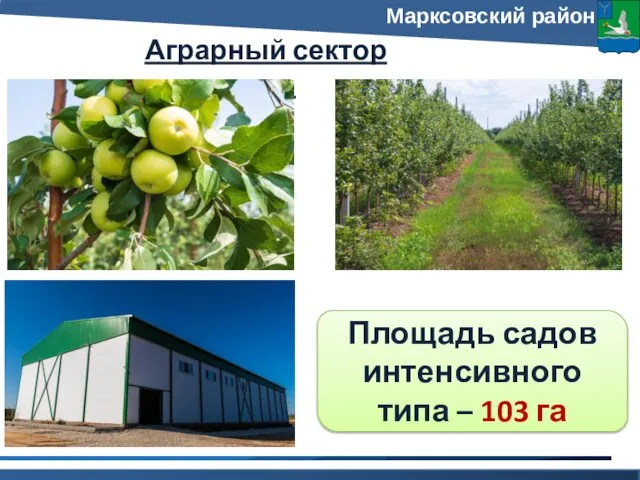 Аграрный сектор экономики Марксовский район Площадь садов интенсивного типа – 103 га
