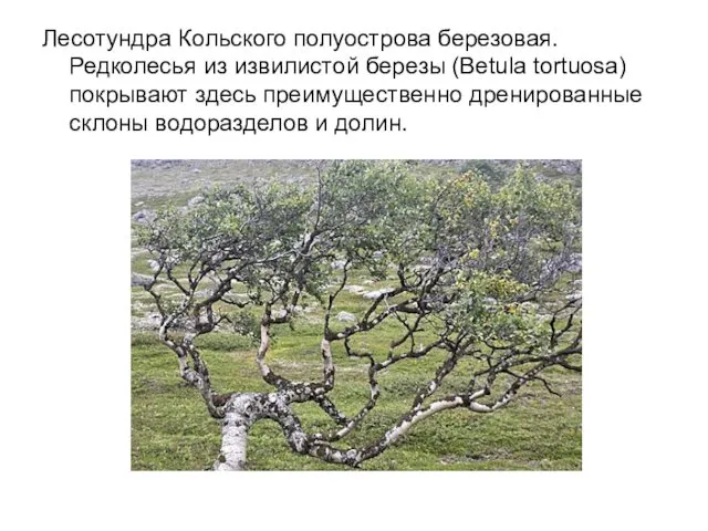 Лесотундра Кольского полуострова березовая. Редколесья из извилистой березы (Betula tortuosa)