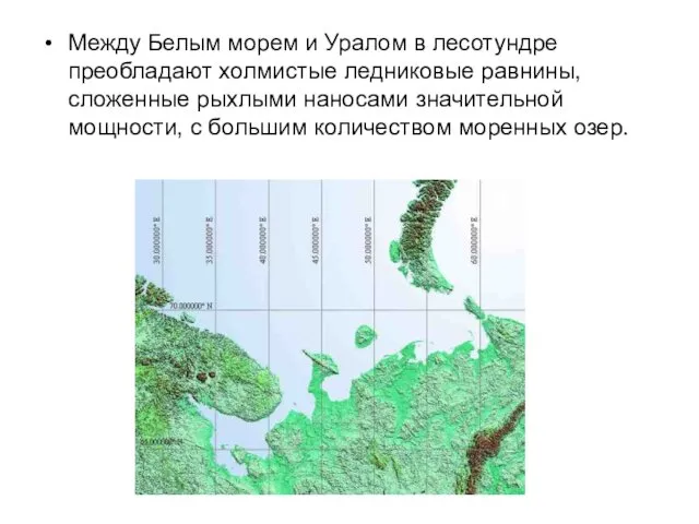 Между Белым морем и Уралом в лесотундре преобладают холмистые ледниковые