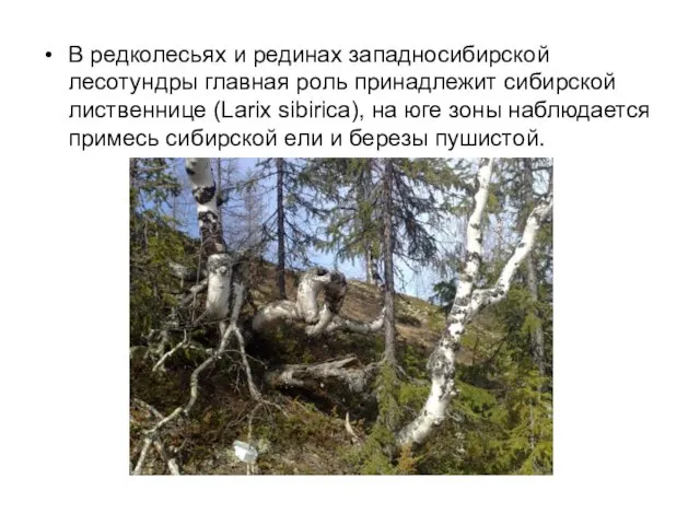 В редколесьях и рединах западносибирской лесотундры главная роль принадлежит сибирской