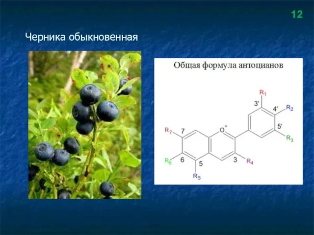 Черника обыкновенная 12