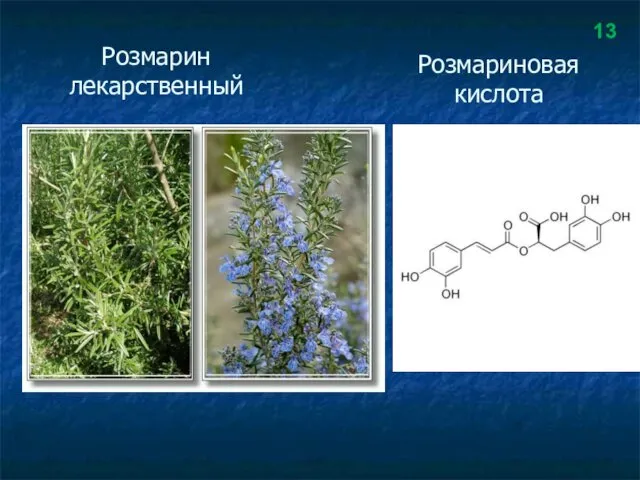 Розмарин лекарственный Розмариновая кислота 13