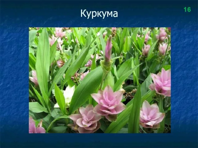 Куркума 16