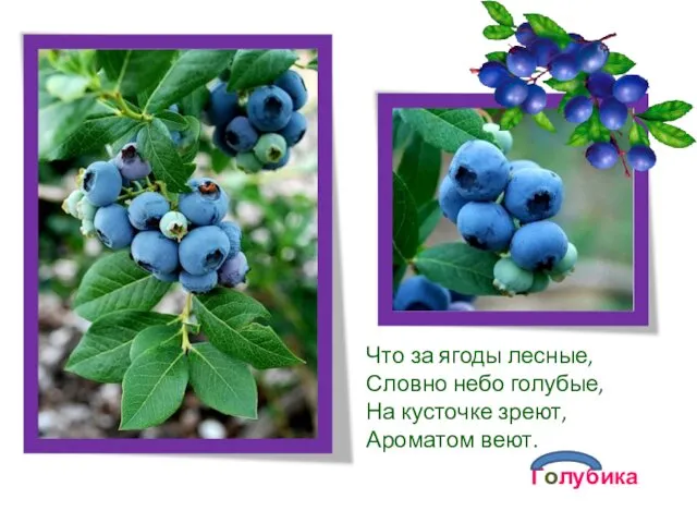 Что за ягоды лесные, Словно небо голубые, На кусточке зреют, Ароматом веют. Голубика