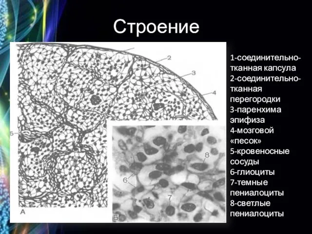 Строение 1-соединительно-тканная капсула 2-соединительно-тканная перегородки 3-паренхима эпифиза 4-мозговой «песок» 5-кровеносные сосуды 6-глиоциты 7-темные пениалоциты 8-светлые пениалоциты