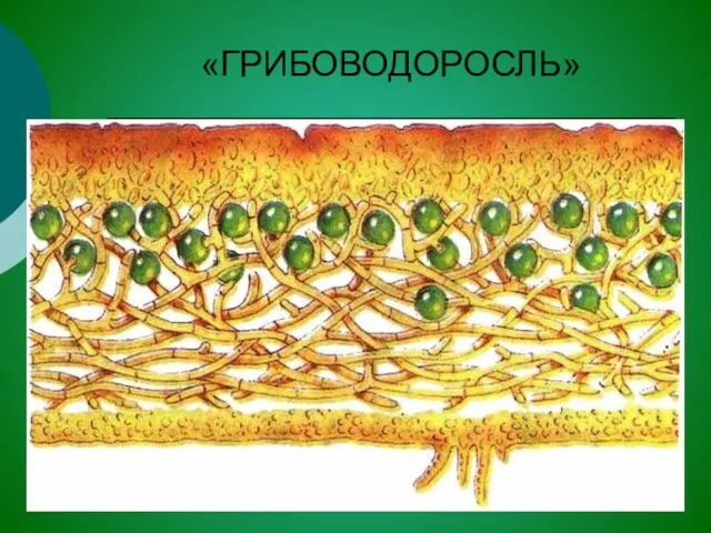 «ГРИБОВОДОРОСЛЬ»