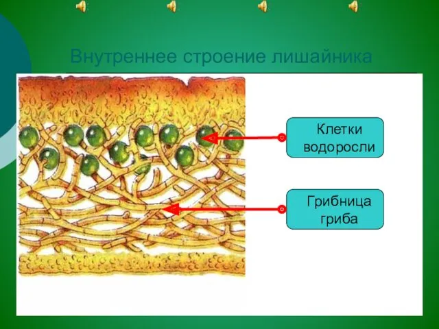 Внутреннее строение лишайника