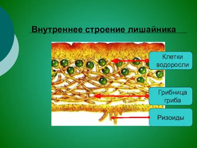 Внутреннее строение лишайника