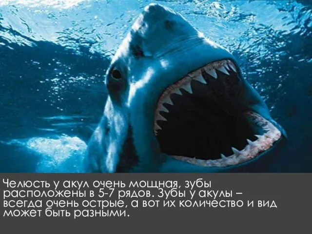 Челюсть у акул очень мощная, зубы расположены в 5-7 рядов. Зубы у акулы