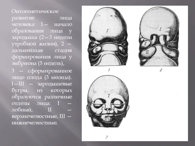 Онтогенетическое развитие лица человека: 1— начало образования лица у зародыша (2—3 недели утробной