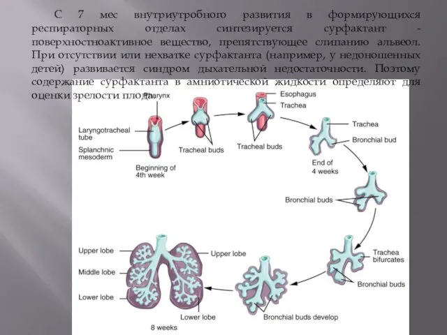 С 7 мес внутриутробного развития в формирующихся респираторных отделах синтезируется сурфактант - поверхностноактивное