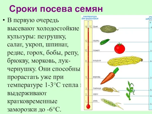 Сроки посева семян В первую очередь высевают холодостойкие культуры: петрушку, салат, укроп, шпинат,