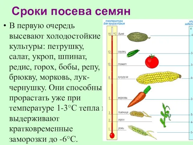 Сроки посева семян В первую очередь высевают холодостойкие культуры: петрушку,