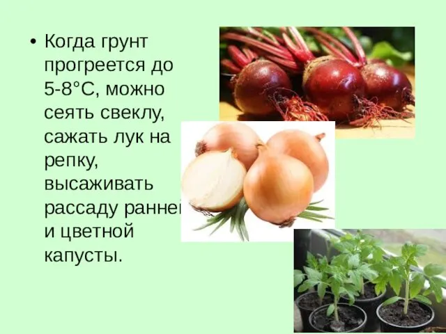 Когда грунт прогреется до 5-8°С, можно сеять свеклу, сажать лук на репку, высаживать