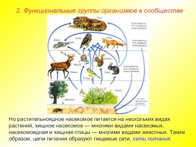 2. Функциональные группы организмов в сообществе Но растительноядное насекомое питается