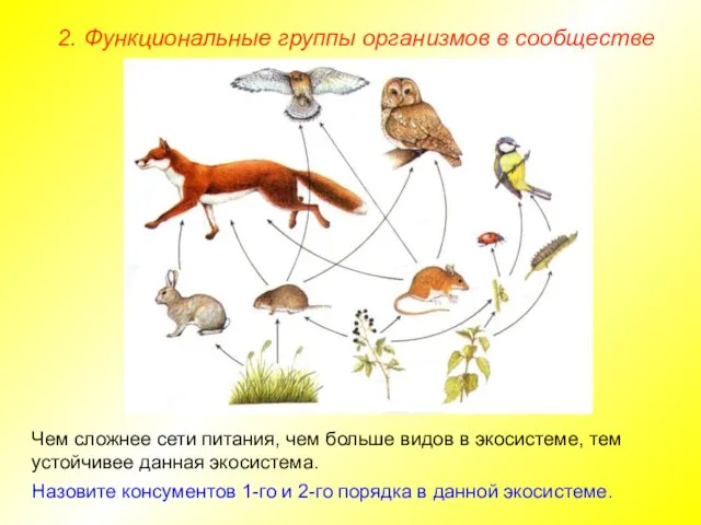 2. Функциональные группы организмов в сообществе Чем сложнее сети питания,