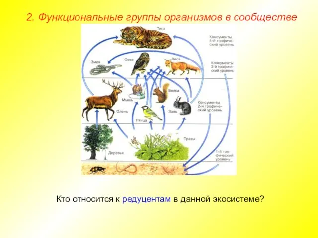 2. Функциональные группы организмов в сообществе Кто относится к редуцентам в данной экосистеме?