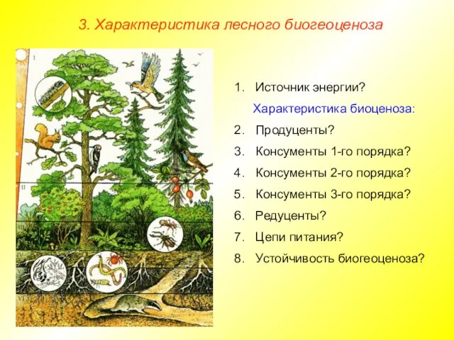 3. Характеристика лесного биогеоценоза Источник энергии? Характеристика биоценоза: Продуценты? Консументы