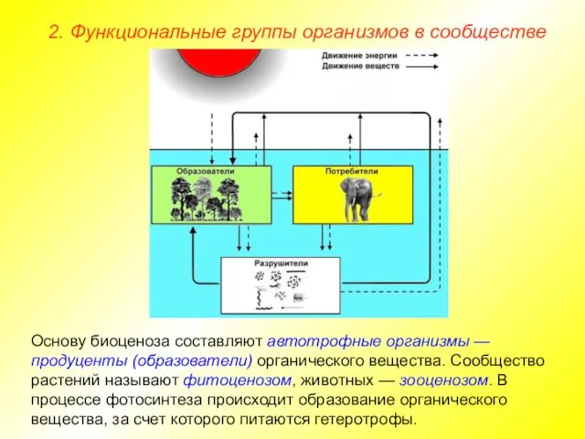 2. Функциональные группы организмов в сообществе Основу биоценоза составляют автотрофные