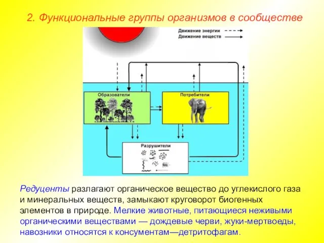 2. Функциональные группы организмов в сообществе Редуценты разлагают органическое вещество