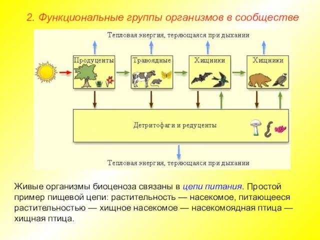 2. Функциональные группы организмов в сообществе Живые организмы биоценоза связаны