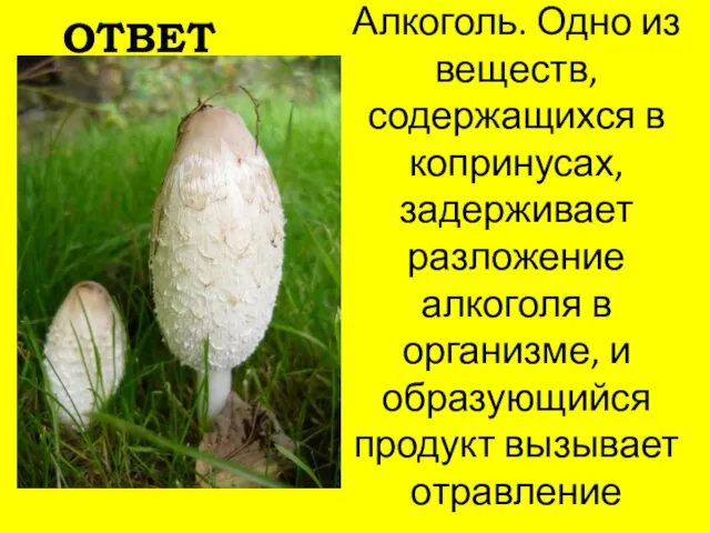 Алкоголь. Одно из веществ, содержащихся в копринусах, задерживает разложение алкоголя