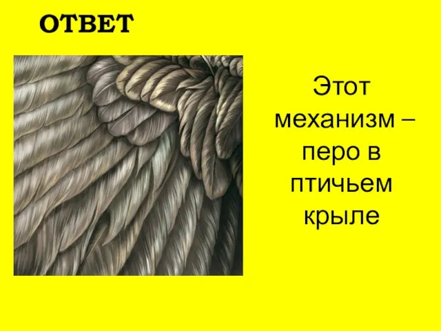 Этот механизм – перо в птичьем крыле ОТВЕТ