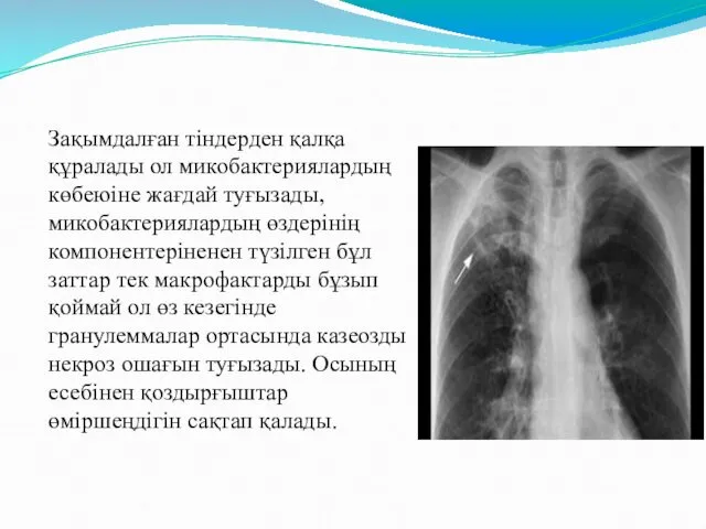 Зақымдалған тіндерден қалқа құралады ол микобактериялардың көбеюіне жағдай туғызады, микобактериялардың