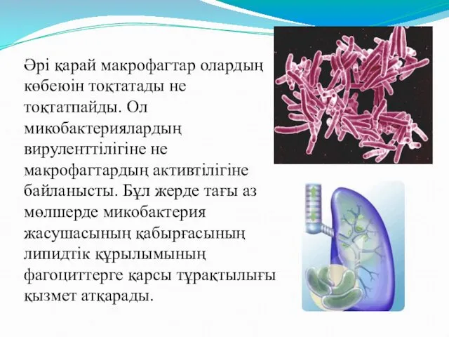 Әрі қарай макрофагтар олардың көбеюін тоқтатады не тоқтатпайды. Ол микобактериялардың