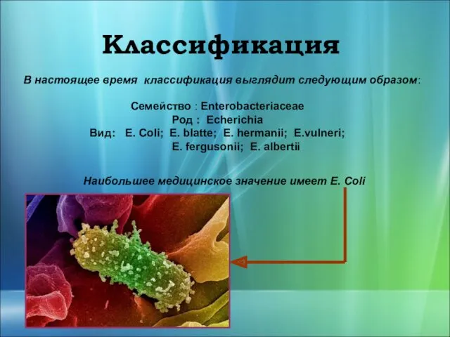 Классификация Семейство : Enterobacteriaceae Род : Echerichia Вид: E. Coli;