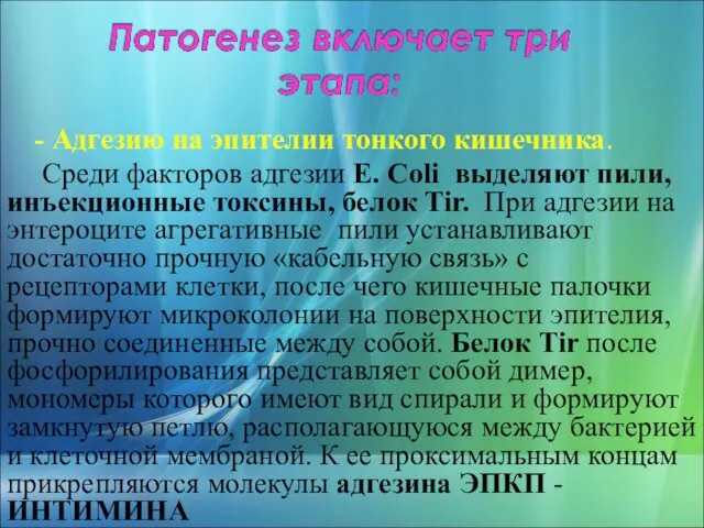 - Адгезию на эпителии тонкого кишечника. Среди факторов адгезии E.