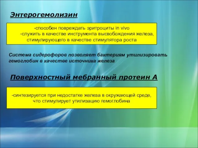 Энтерогемолизин -способен повреждать эритроциты in vivo -служить в качестве инструмента